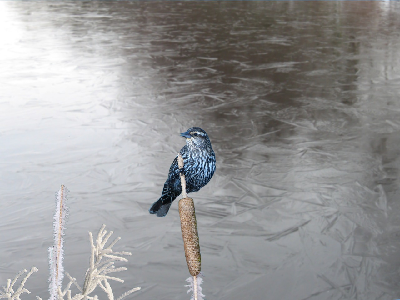 Photoshop Design by TommeC for DesignCrowd (Community Contests) | Design #8951239