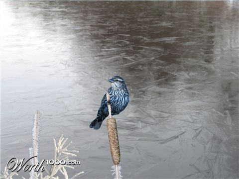 Photoshop Design by TommeC