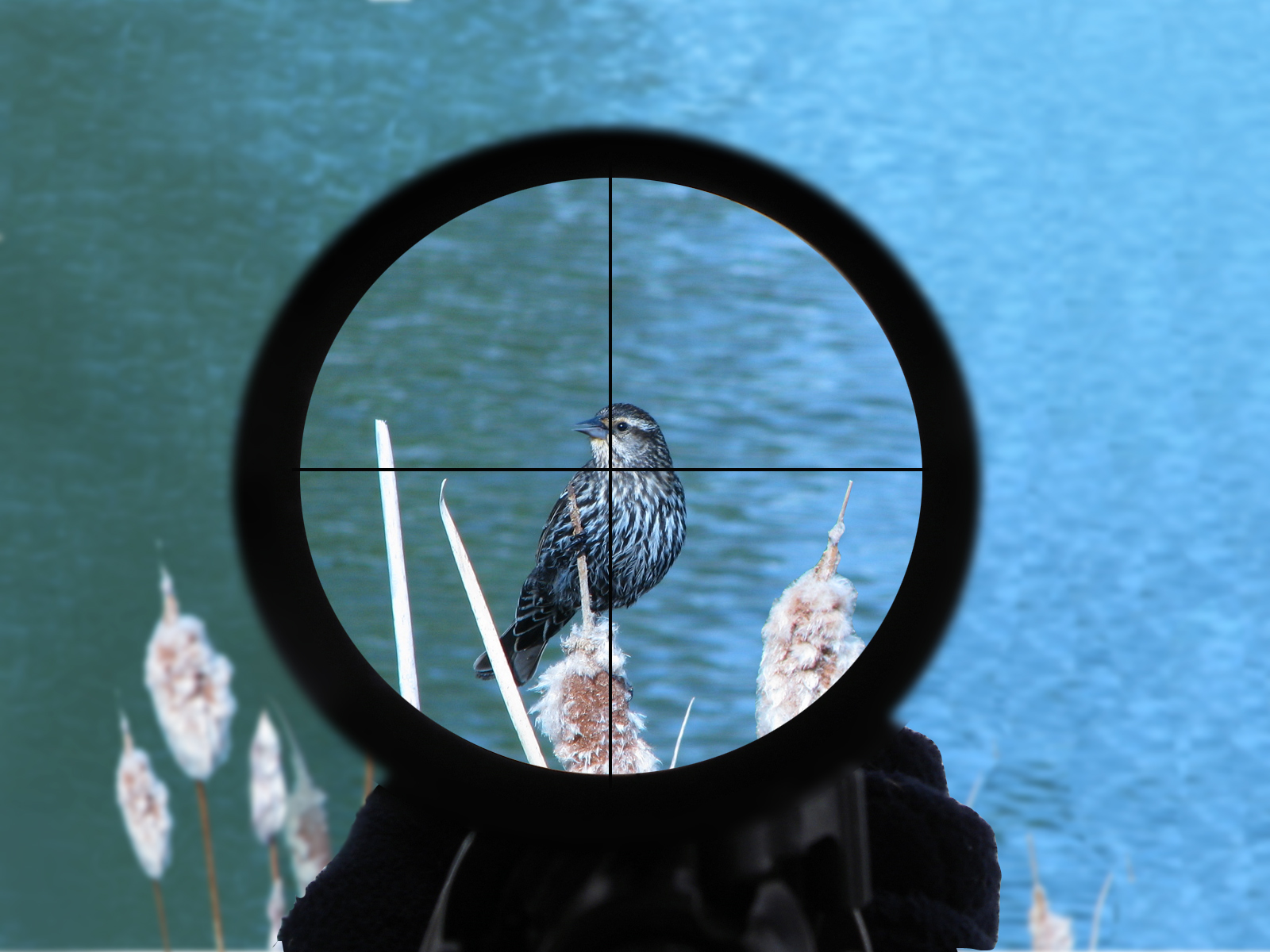 Photoshop Design by TeMo80 for DesignCrowd (Community Contests) | Design #8951250