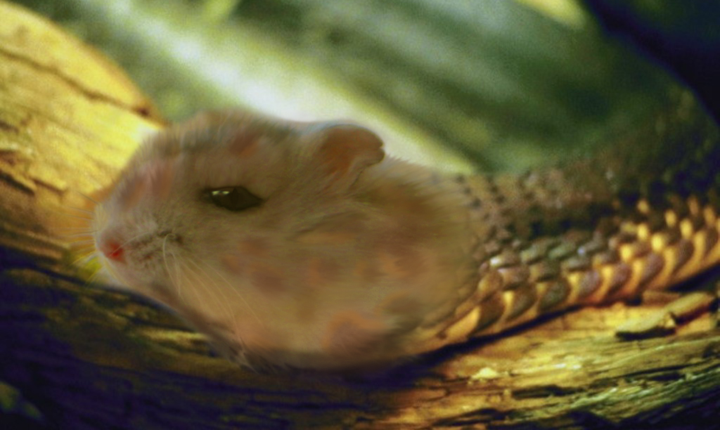 Photoshop Design by SpeedSnake for DesignCrowd (Community Contests) | Design #8947806