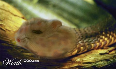 Photoshop Design by SpeedSnake