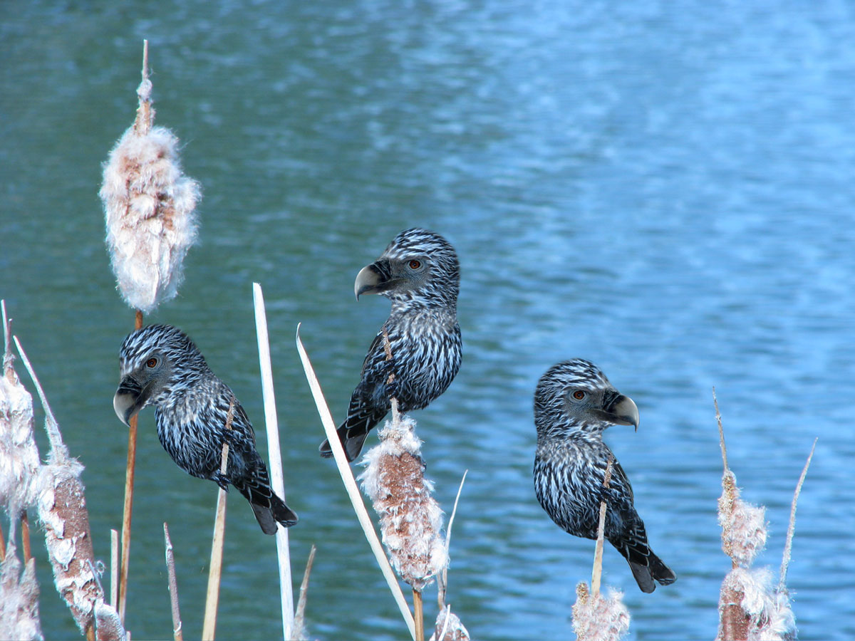 Design Photoshop par JANIELLE pour DesignCrowd (Community Contests) | Design #8951232