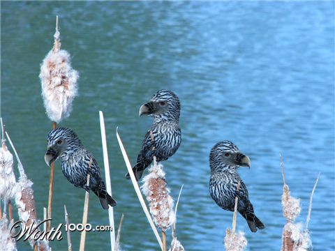 Photoshop Design by JANIELLE