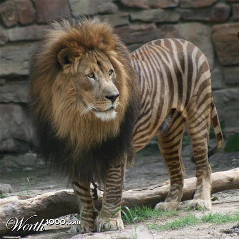 Photoshop Design by ligolai