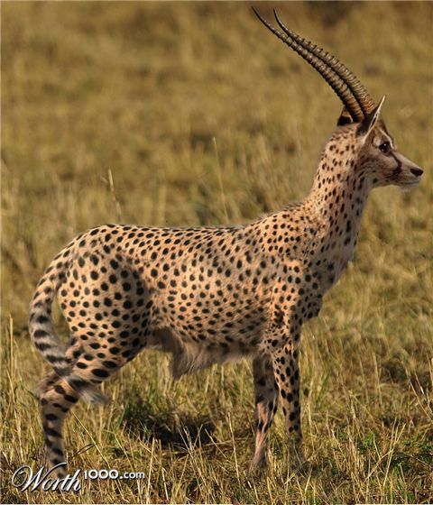 Photoshop Design by dragonka