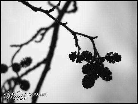 Photography by fujiellena