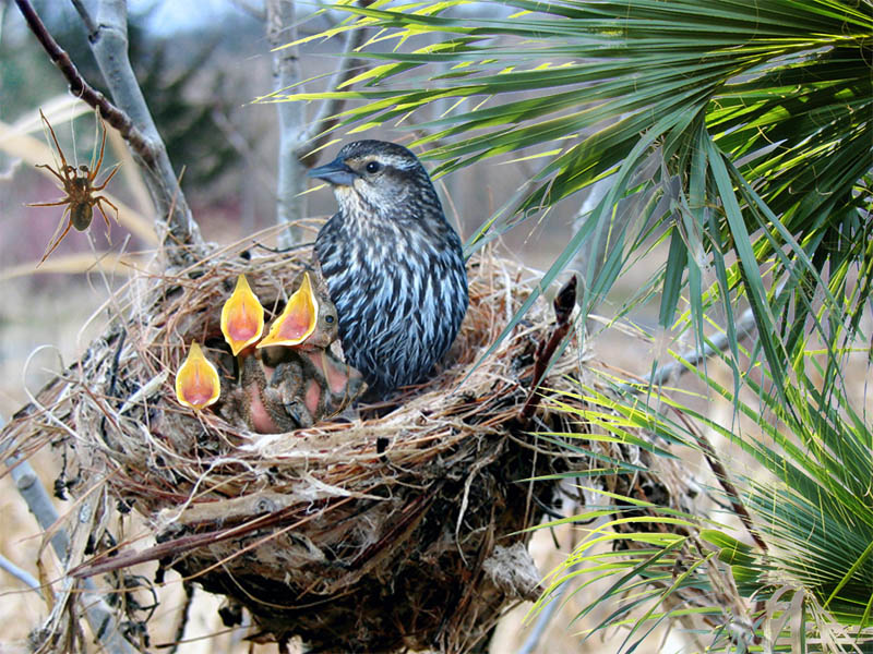 Photoshop Design by gdsworld for DesignCrowd (Community Contests) | Design #8951213