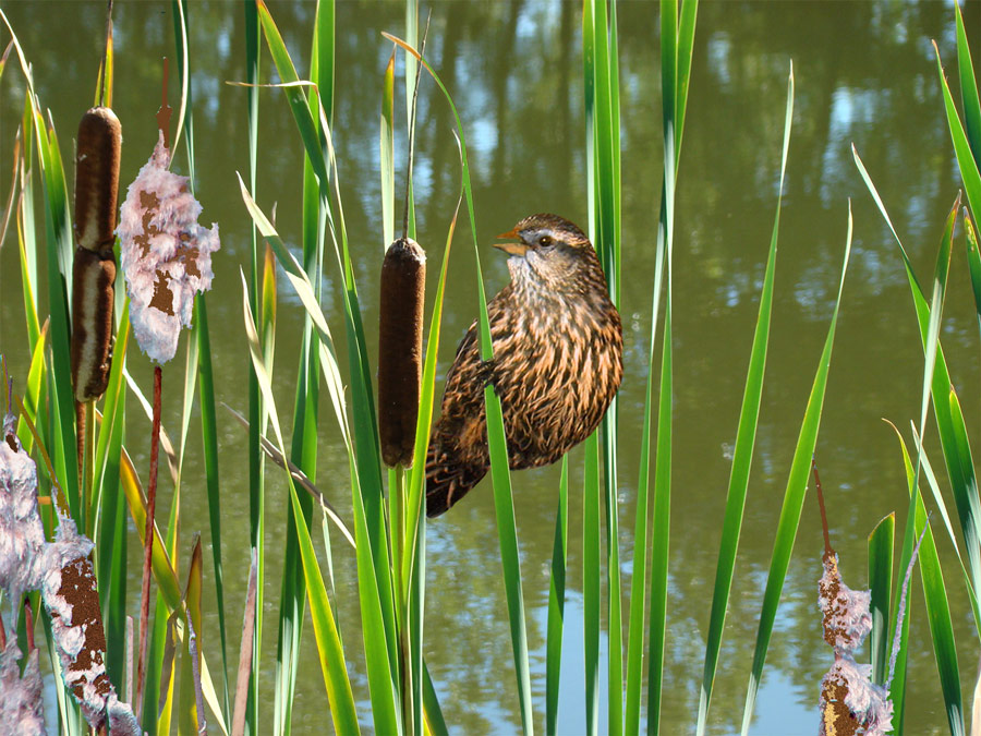 Diseño de Photoshop por janefrog para DesignCrowd (Community Contests) | Diseño #8951298