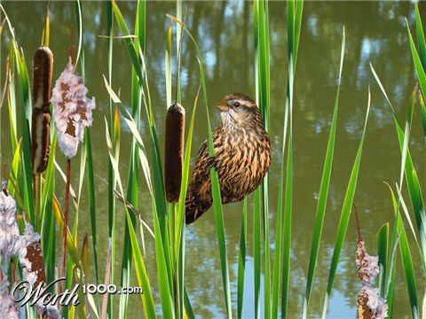 Photoshop Design by janefrog