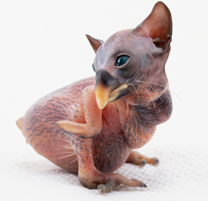 Diseño de Photoshop por sugarcane para DesignCrowd (Community Contests) | Diseño #8947759