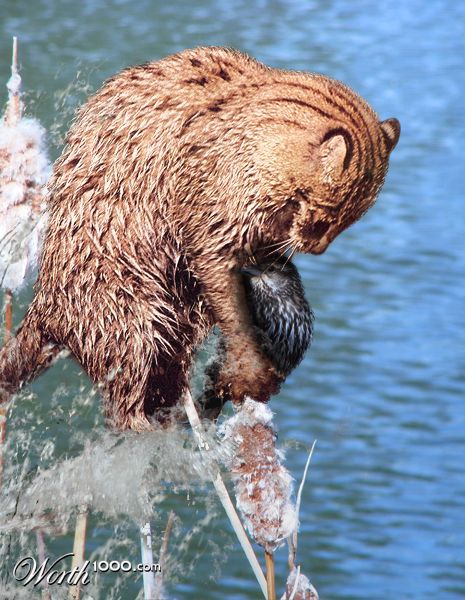 Photoshop Design by jbuchmann55