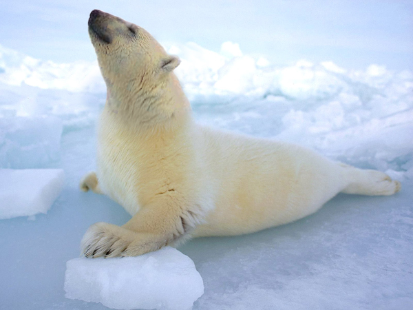 Diseño de Photoshop por crisss para DesignCrowd (Community Contests) | Diseño #8947885