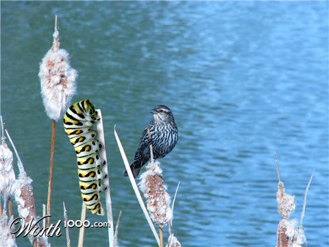 Photoshop Design by Shaft1066