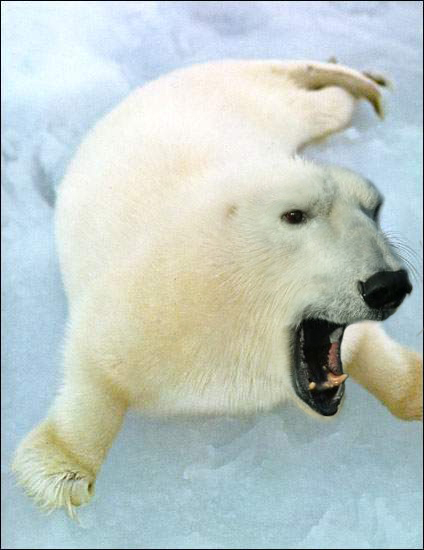 Photoshop Design by arbieferris for DesignCrowd (Community Contests) | Design #8947967