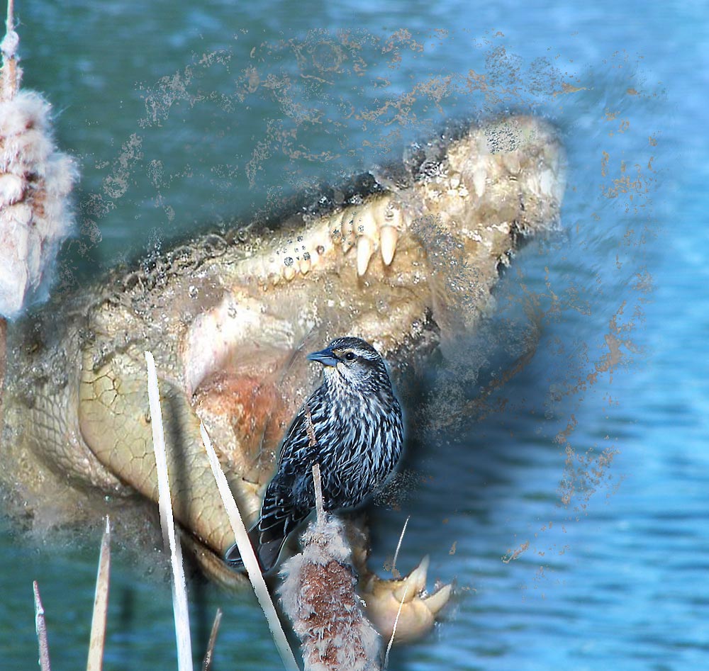 Photoshop Design by ICEBUNNY for DesignCrowd (Community Contests) | Design #8951261