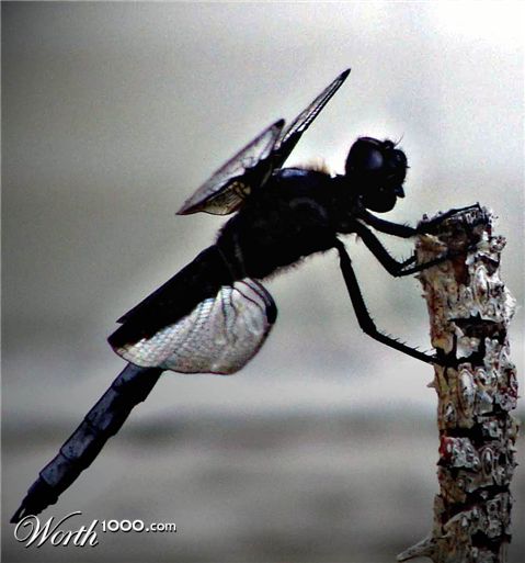 Photography by CarissaLynn