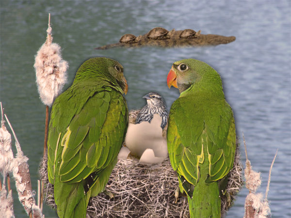 Diseño de Photoshop por Nomac7777 para DesignCrowd (Community Contests) | Diseño #8951354