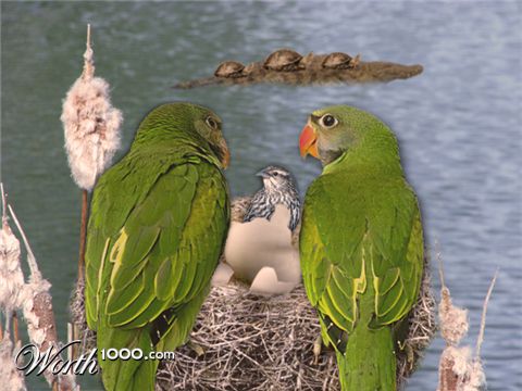 Photoshop Design by Nomac7777