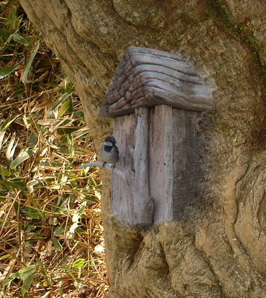 Photoshop Design by rayhyde for DesignCrowd (Community Contests) | Design #8954763