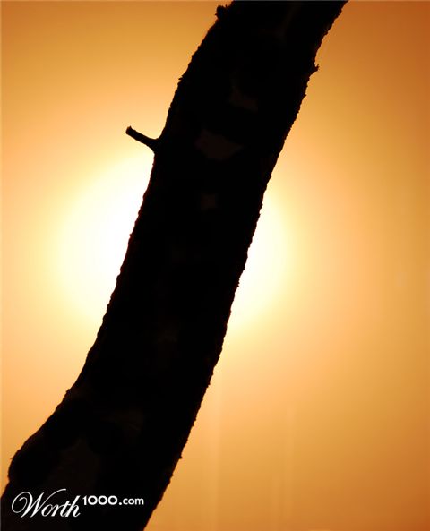 Photography by panictpb
