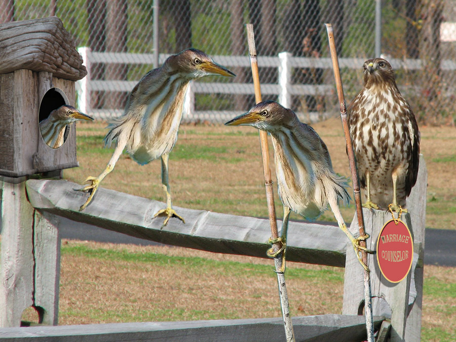 Photoshop-Design von kwize53 für DesignCrowd (Community Contests) | Design #8954834