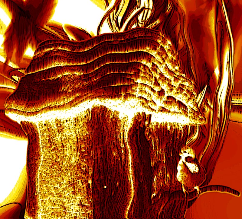 Photoshop Design by DukeBlueMH for DesignCrowd (Community Contests) | Design #8954854