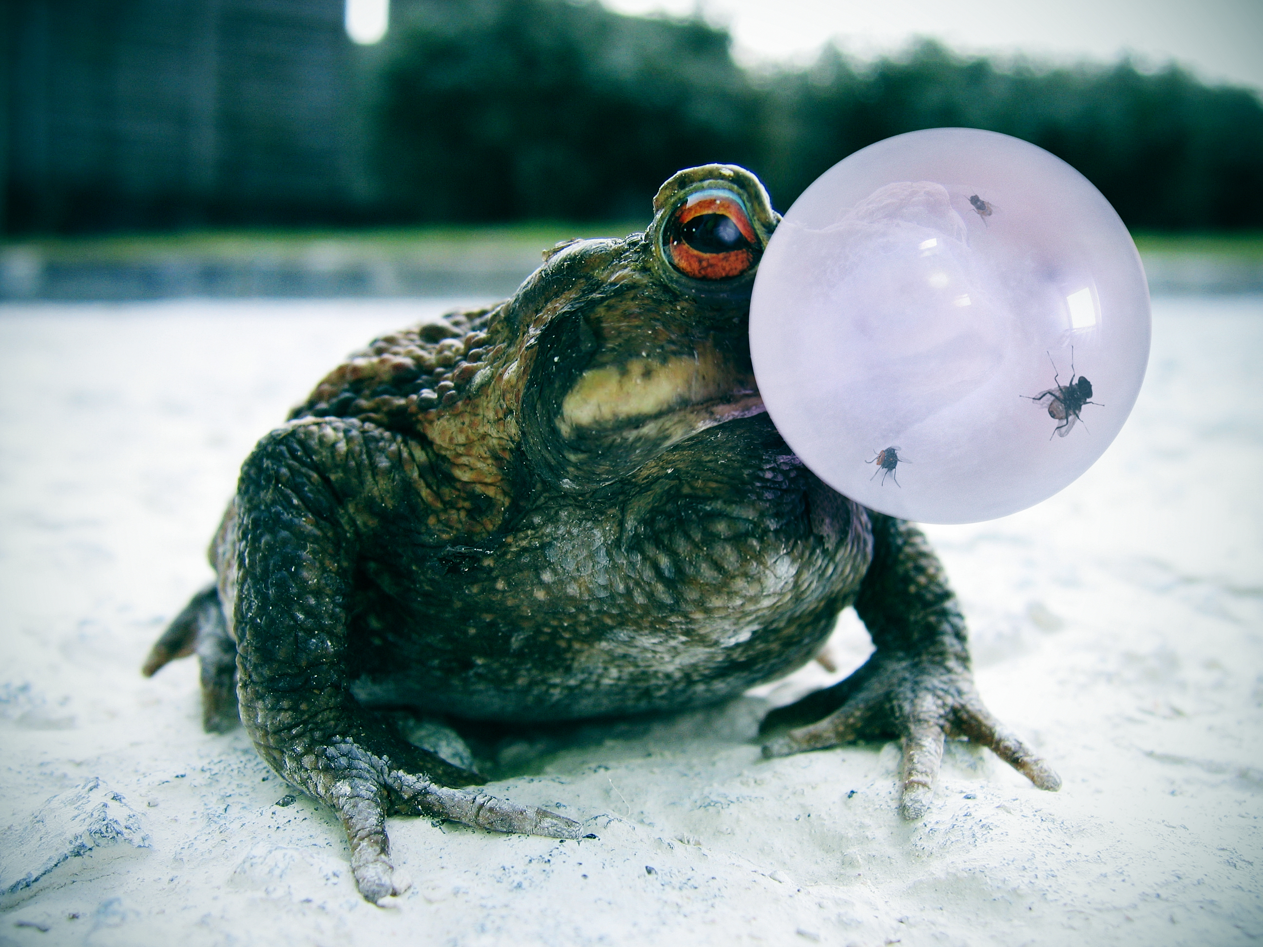 Photoshop Design by Alloni for DesignCrowd (Community Contests) | Design #8955080