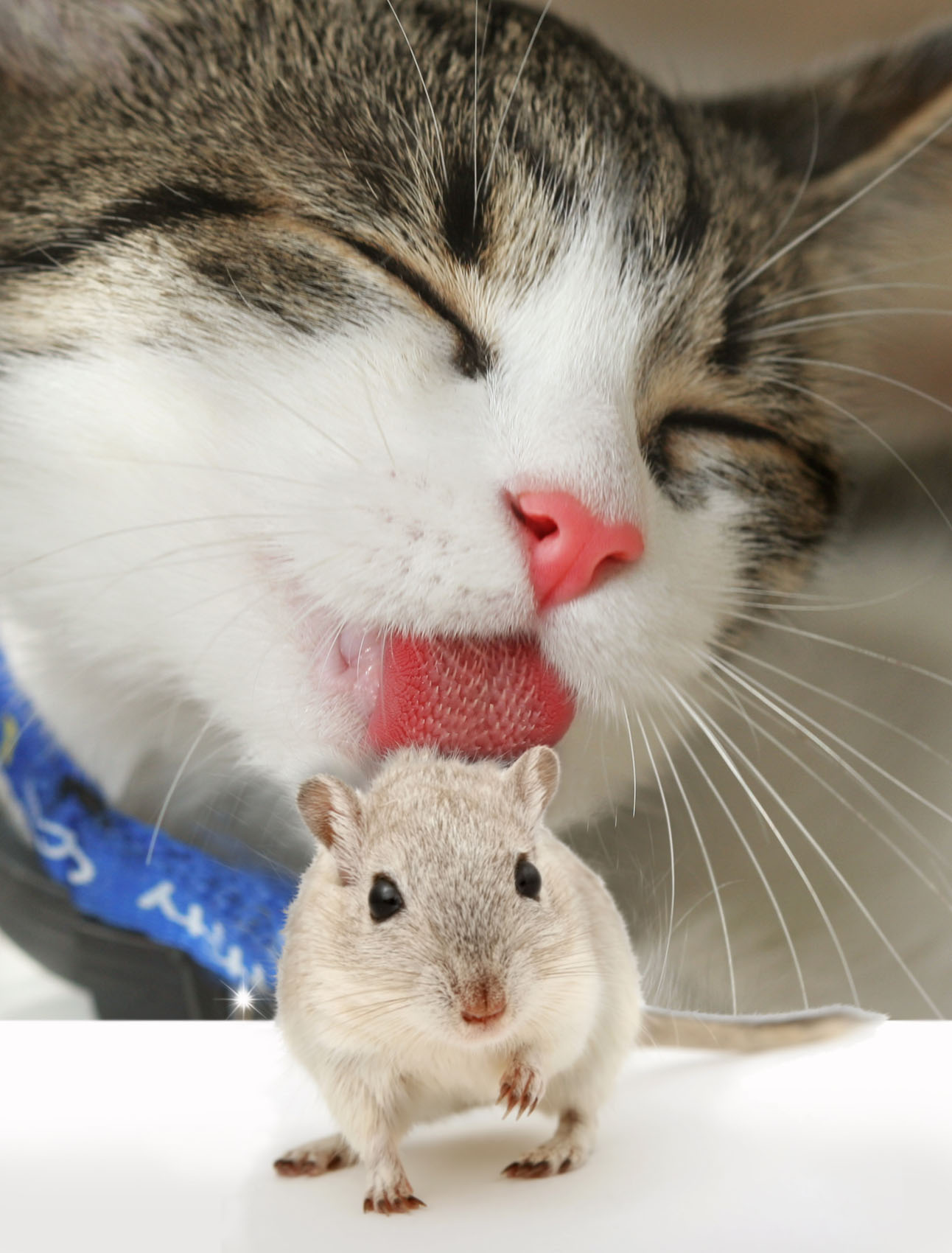 Diseño de Photoshop por Sankrah para DesignCrowd (Community Contests) | Diseño #8946566