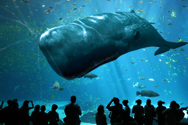 Diseño de Photoshop por crisss para DesignCrowd (Community Contests) | Diseño #8955213