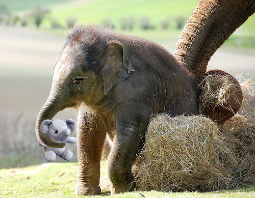 Photoshop-Design von PeterAAAWelch für DesignCrowd (Community Contests) | Design #8946613