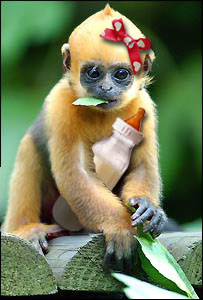 Diseño de Photoshop por MianV para DesignCrowd (Community Contests) | Diseño #8946648