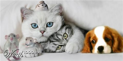 Photoshop Design by cns025