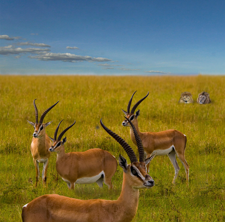 Photoshop Design by snakebit for DesignCrowd (Community Contests) | Design #8947477