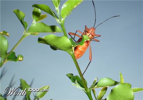 Photography by TRANSCENDENTalMAN