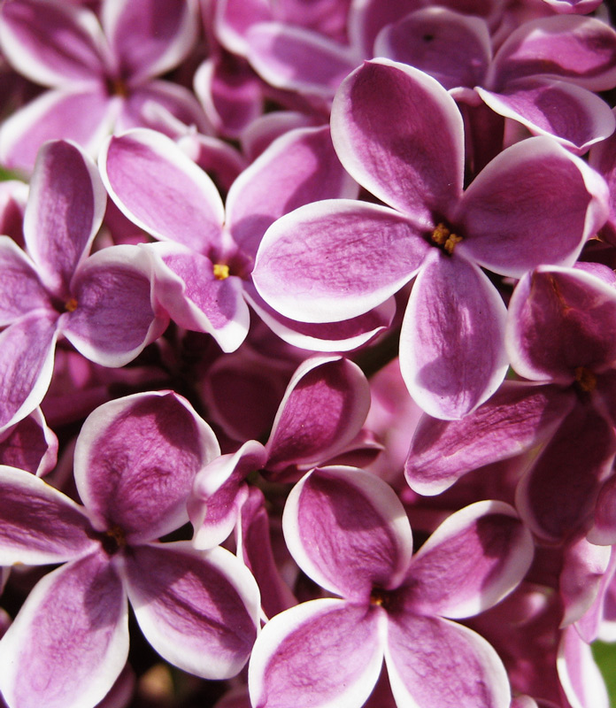 Fotografie von mangoslushy für DesignCrowd (Community Contests) | Design #8950358