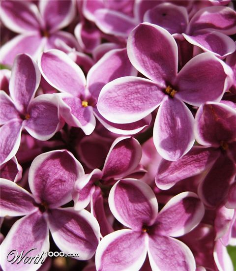 Photography by mangoslushy