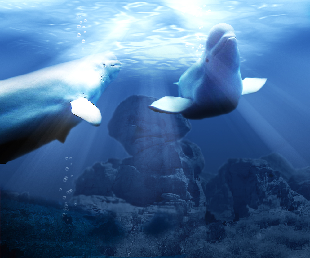 Photoshop Design by castagnes for DesignCrowd (Community Contests) | Design #8945454