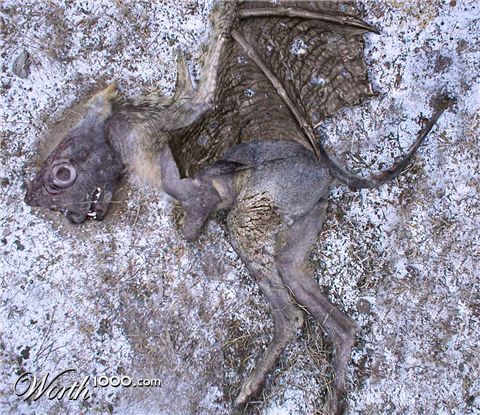 Photoshop Design by urnmns