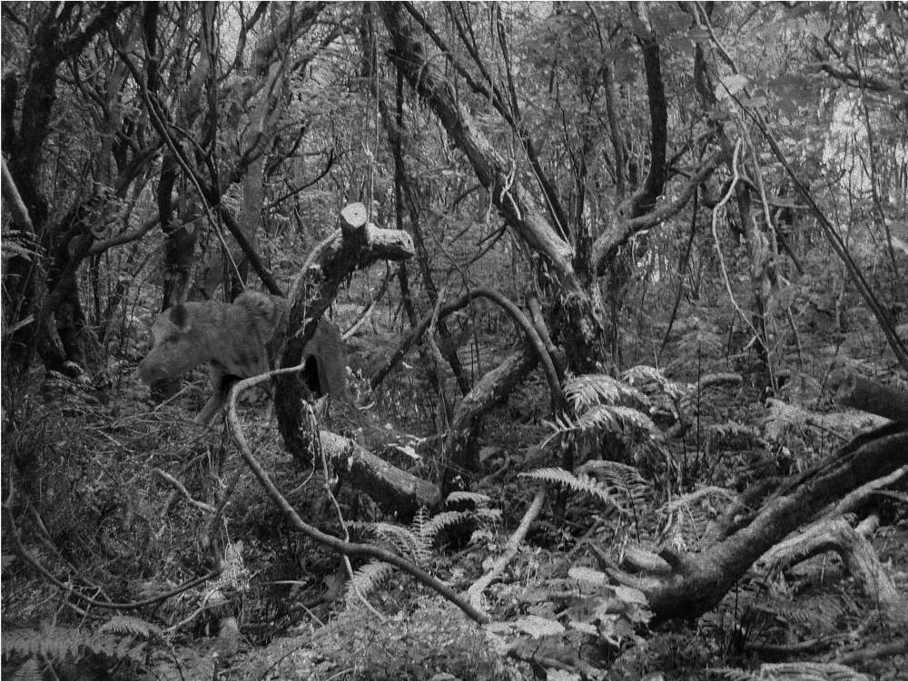 Photoshop Design by pseudobot for DesignCrowd (Community Contests) | Design #8952815