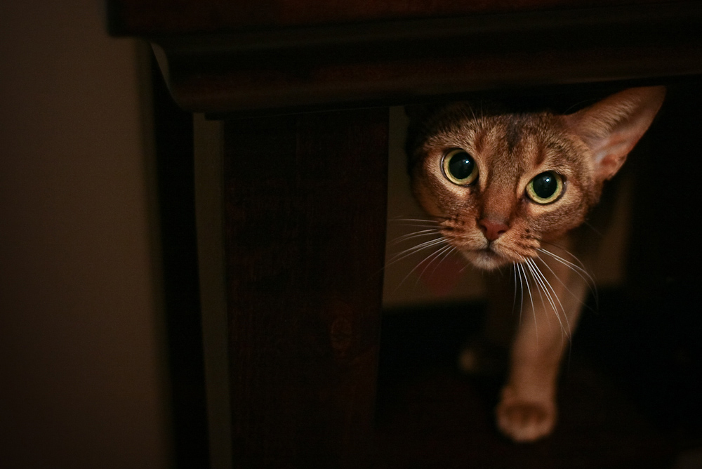 Photography by poc0loco for DesignCrowd (Community Contests) | Design #8945267