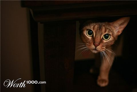 Photography by poc0loco