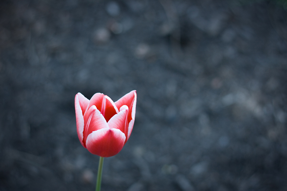 Photography by poc0loco for DesignCrowd (Community Contests) | Design #8950487