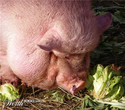 Photography by downknew