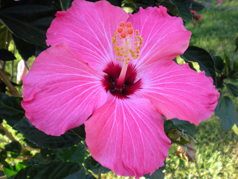 Fotografía por bebeboutchoux1 para DesignCrowd (Community Contests) | Diseño #8950589