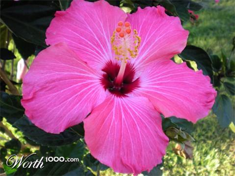 Photography by bebeboutchoux1