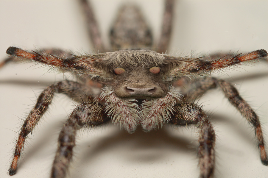 Photoshop Design by snakebit for DesignCrowd (Community Contests) | Design #8953656