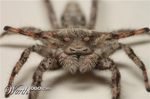 Photoshop Design by snakebit