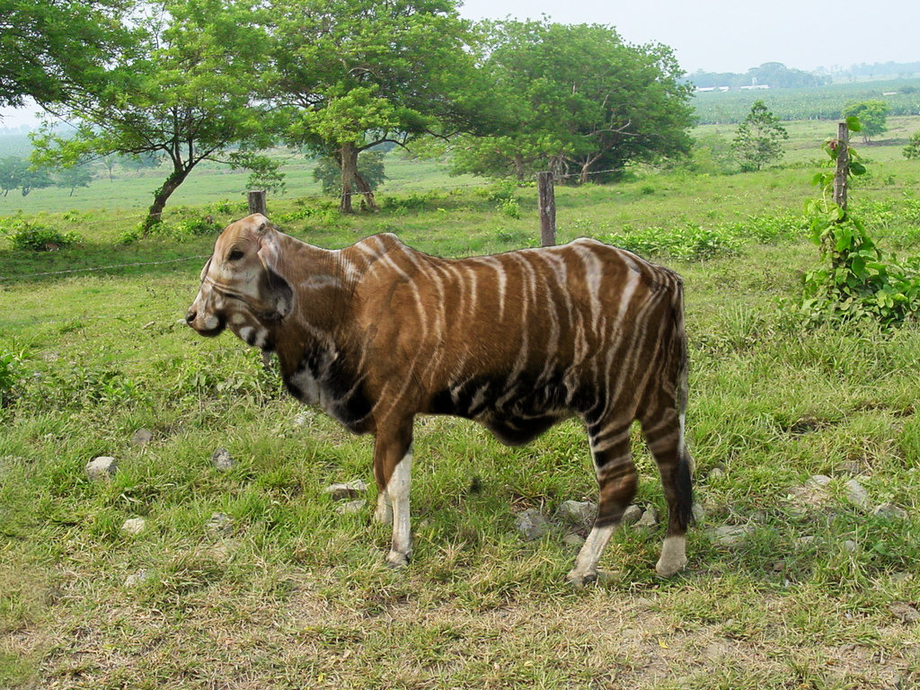 Photoshop Design by arteology for DesignCrowd (Community Contests) | Design #8953777