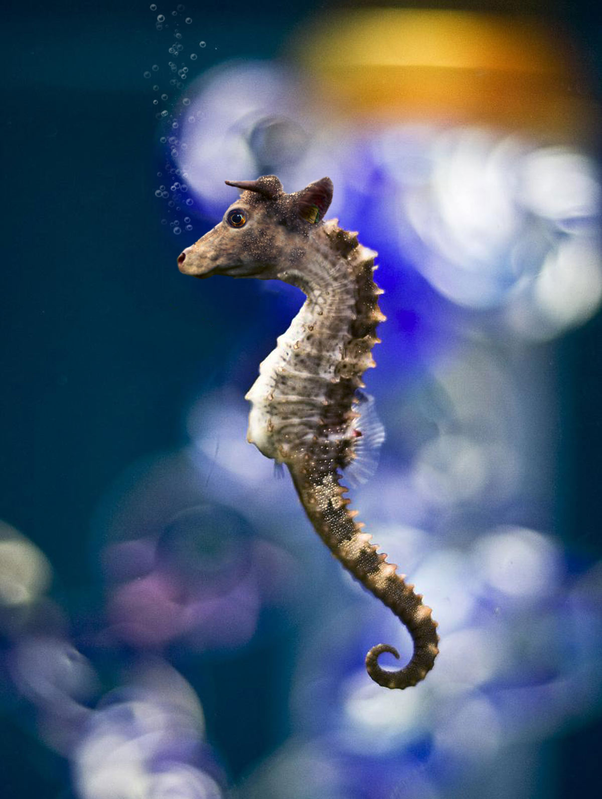 Photoshop Design by kida13 for DesignCrowd (Community Contests) | Design #8953695