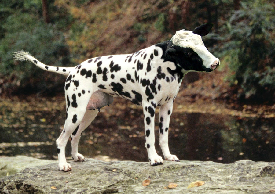 Design Photoshop par mikemuggles pour DesignCrowd (Community Contests) | Design #8953714